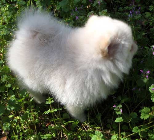 Puppy 