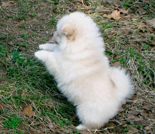 White Pomeranian Puppy Pictures. Pomeranian+puppies+white