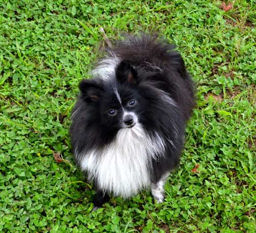 how do pomeranian puppy uglies last upcoming litters s pomeranians how do pomeranian puppy uglies last upcoming litters s pomeranians