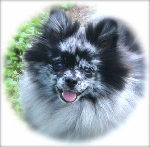 how do pomeranian puppy uglies last upcoming litters s pomeranians how do pomeranian puppy uglies last upcoming litters s pomeranians