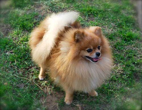 how to care for pomeranian puppies chocolate pomeranian puppy hairstylegalleries how to care for pomeranian puppies chocolate pomeranian puppy hairstylegalleries
