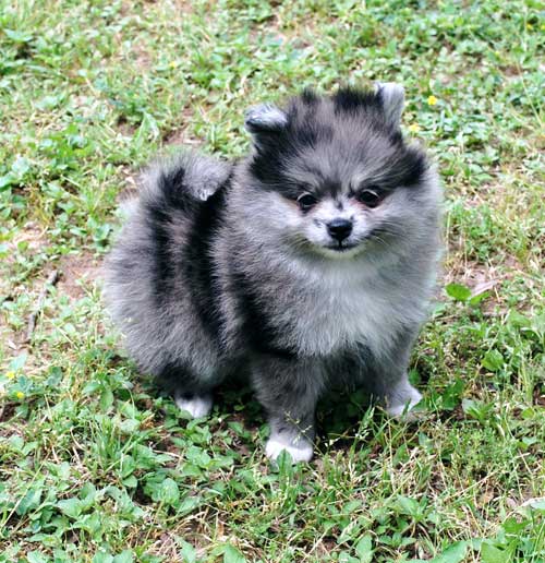 pomeranian merle merle pomeranains s pomeranians pomeranian merle merle pomeranains s pomeranians