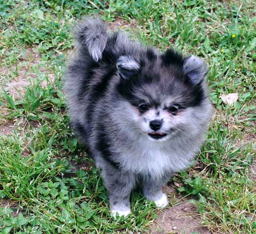 pomeranian merle image gallery merle pomeranian pomeranian merle image gallery merle pomeranian
