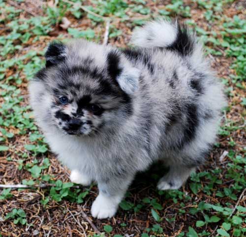 blue merle pomeranian for sale in michigan image gallery merle pomeranian blue merle pomeranian for sale in michigan image gallery merle pomeranian