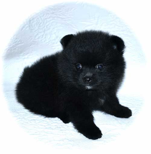 boy pomeranian puppies for sale pomeranian puppies for sale s pomeranians boy pomeranian puppies for sale pomeranian puppies for sale s pomeranians