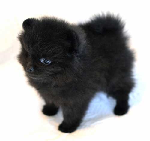 solid black pomeranian black pomeranians s pomeranians solid black pomeranian black pomeranians s pomeranians