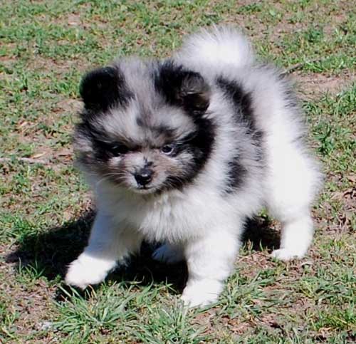 pomeranian merle puppies for sale merle pomeranains s pomeranians pomeranian merle puppies for sale merle pomeranains s pomeranians