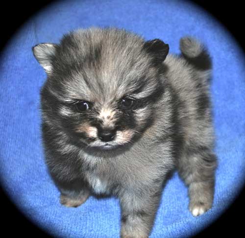 merle pomeranian breeders merle pomeranains dees pomeranians newhairstylesformen2014 merle pomeranian breeders merle pomeranains dees pomeranians newhairstylesformen2014