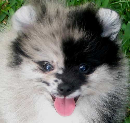 blue merle pomeranian for sale in michigan image gallery merle pomeranian blue merle pomeranian for sale in michigan image gallery merle pomeranian