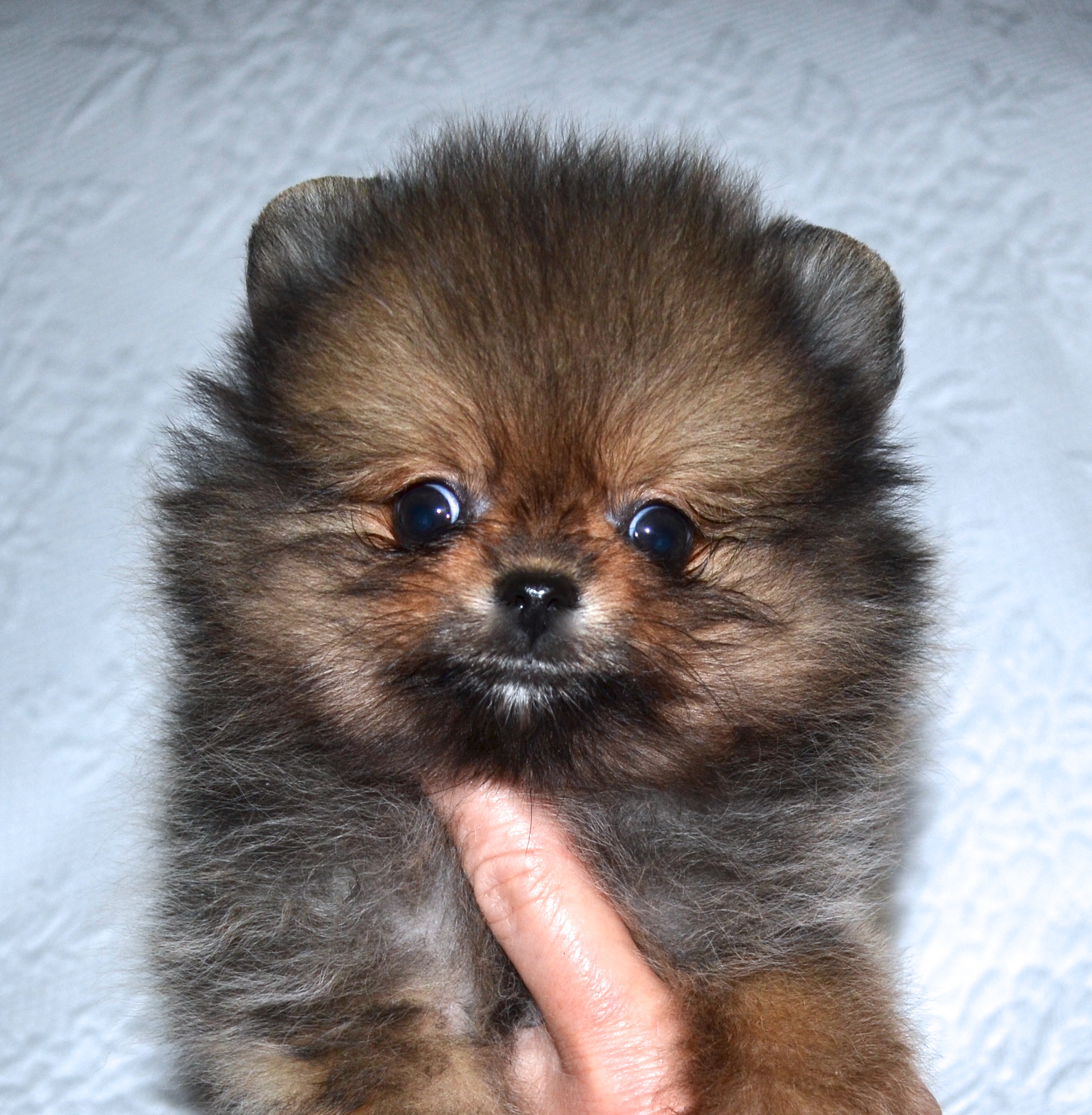 List 96+ Pictures Pomeranian Puppy Uglies Pictures Excellent
