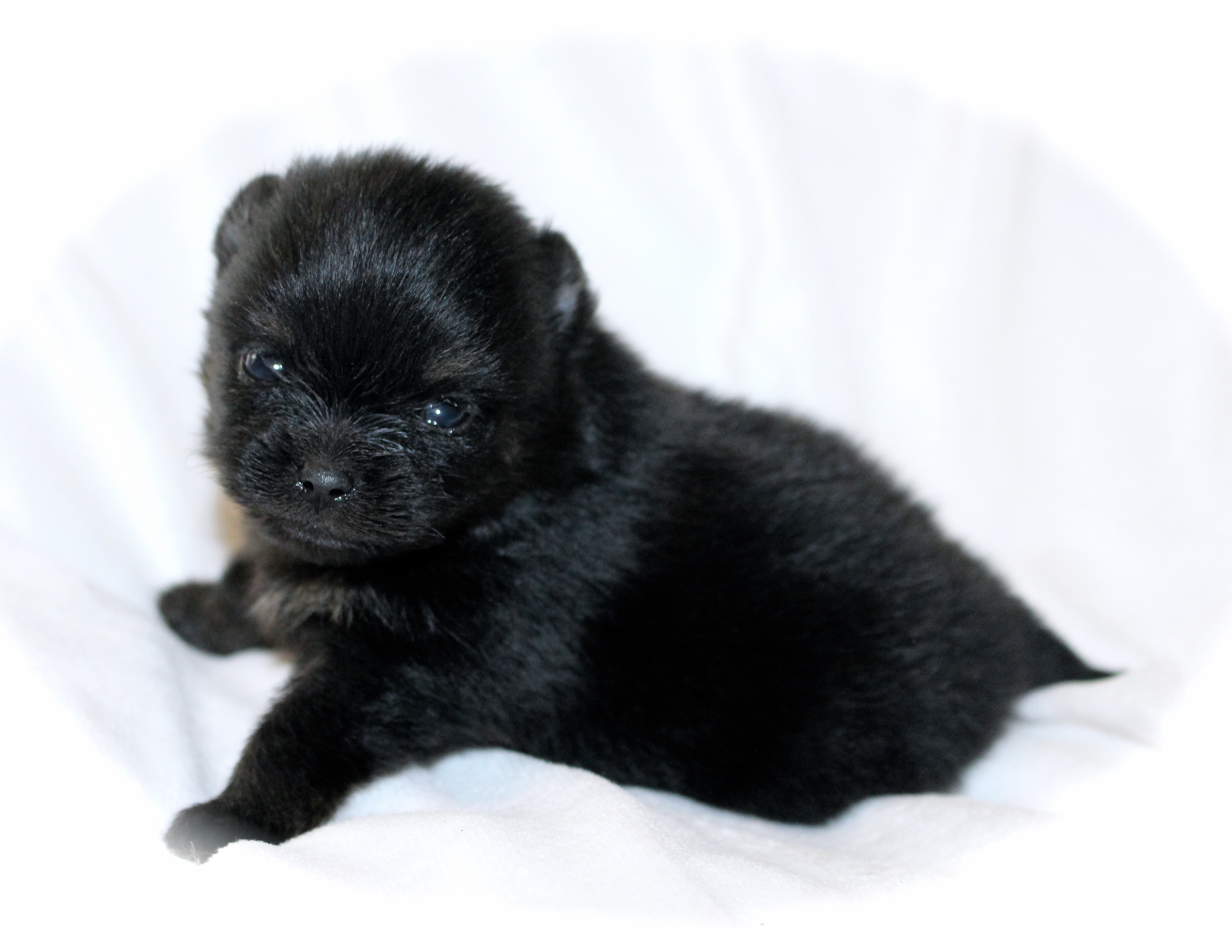 Desyre | Dee Dee's Pomeranians