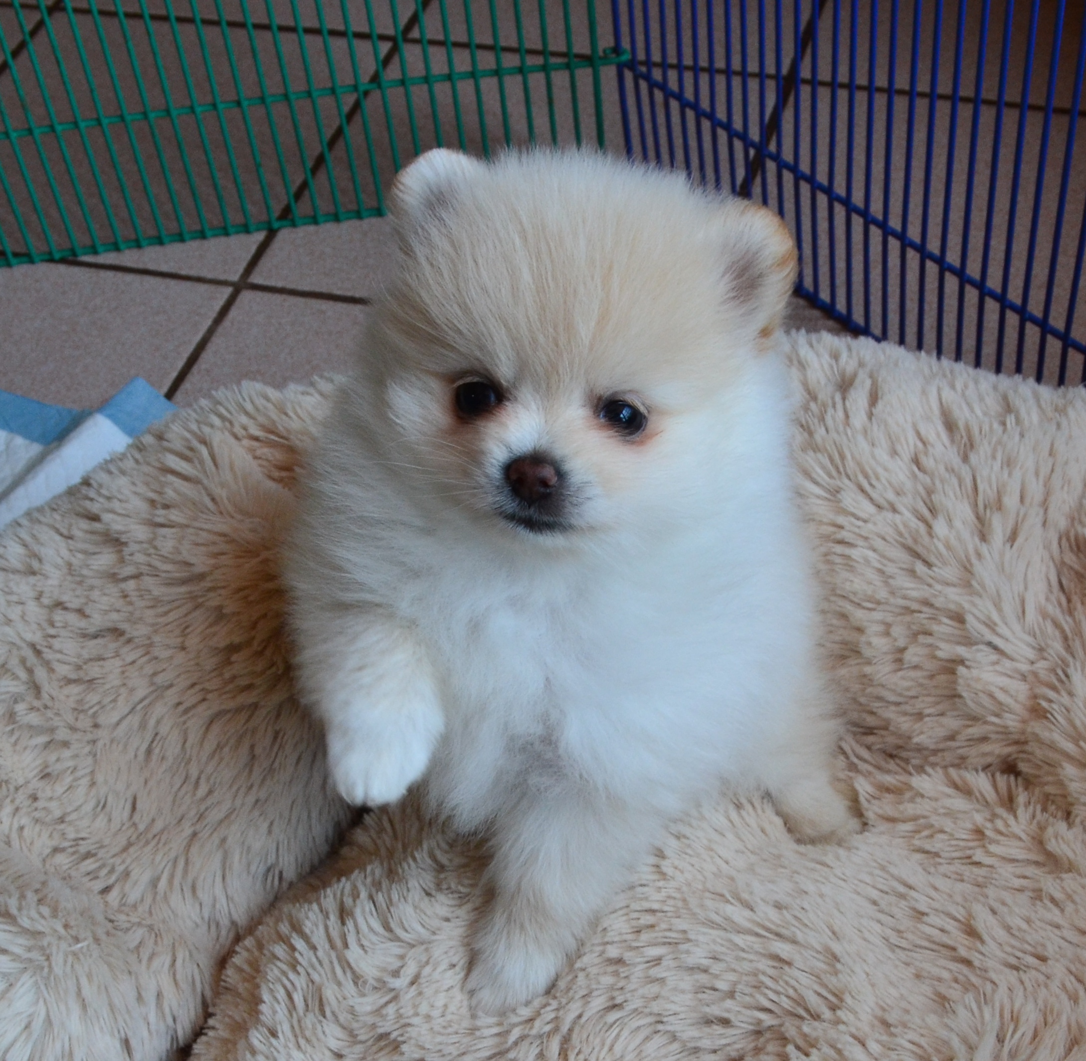 White Poms | Dee Dee's Pomeranians