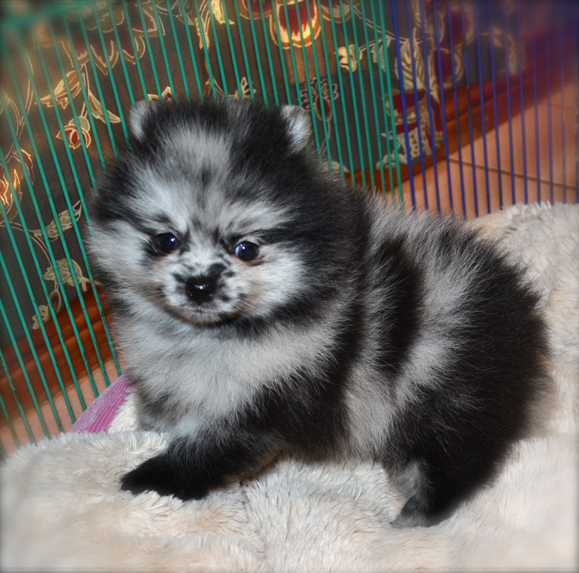 black merle pomeranian merle pomeranains s pomeranians black merle pomeranian merle pomeranains s pomeranians