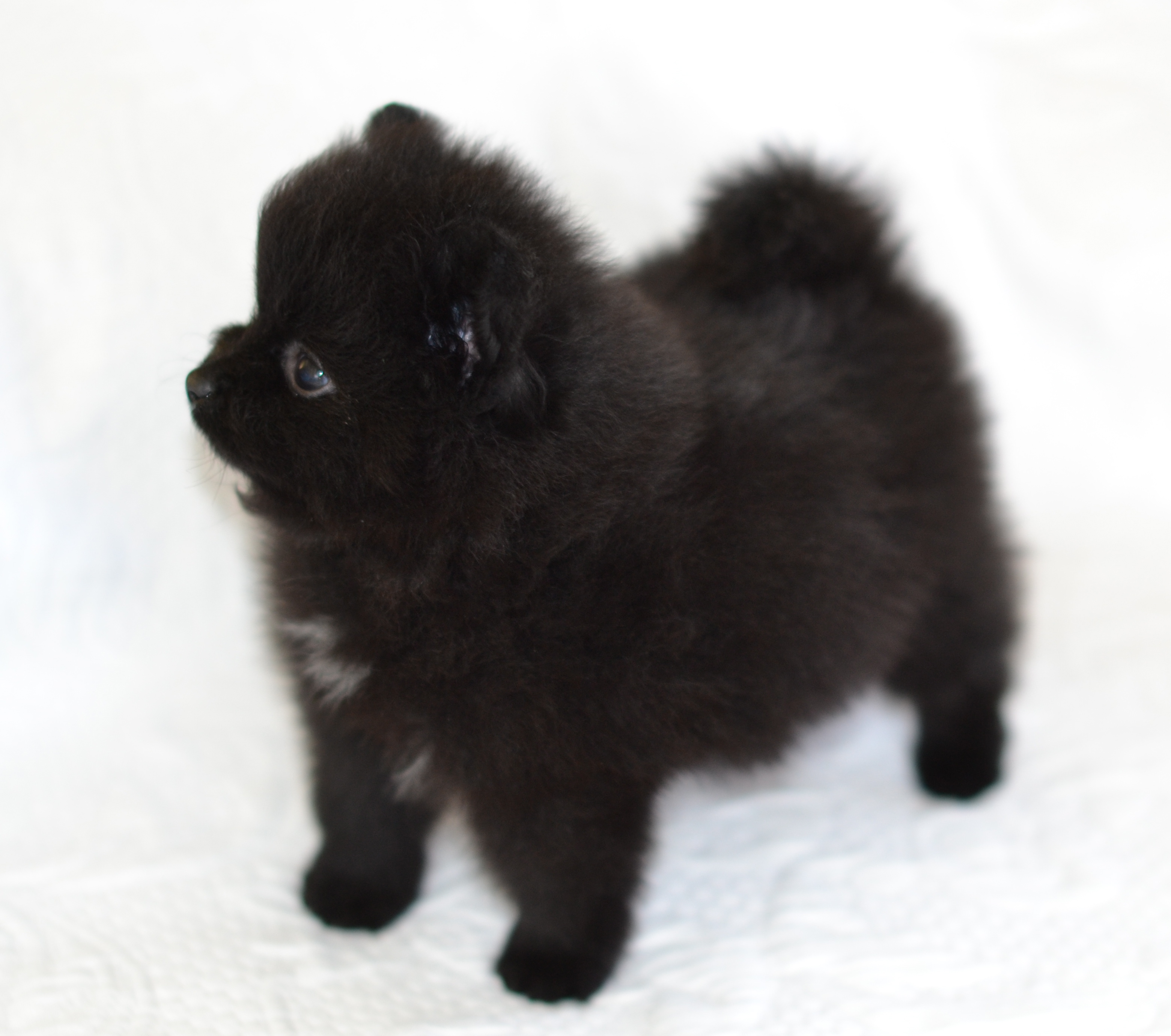 black pomeranians dee dee 39 s pomeranians pomeranian color chart