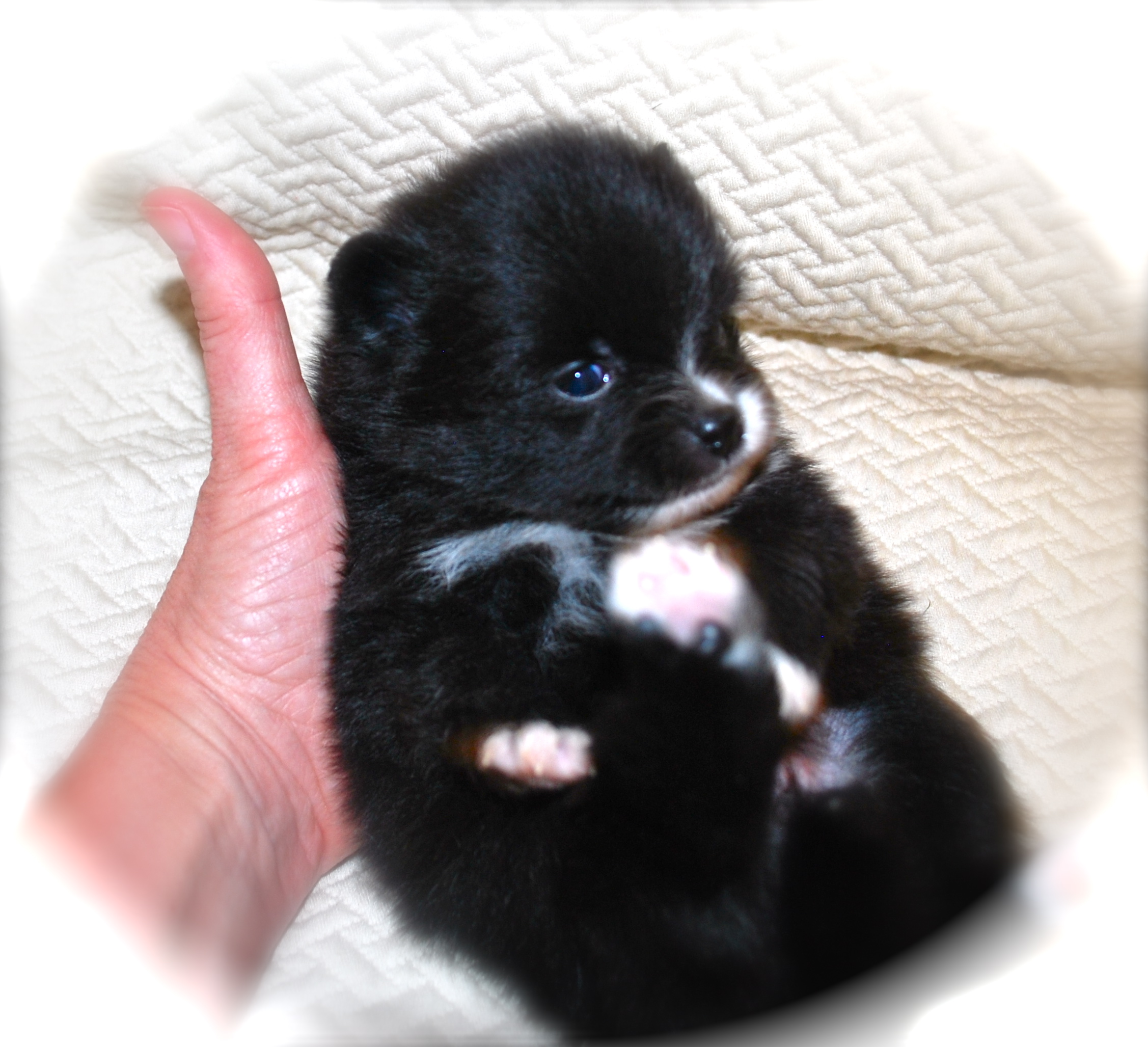 Black White Pomeranian Puppies Goldenacresdogs Black White Pomeranian Puppies