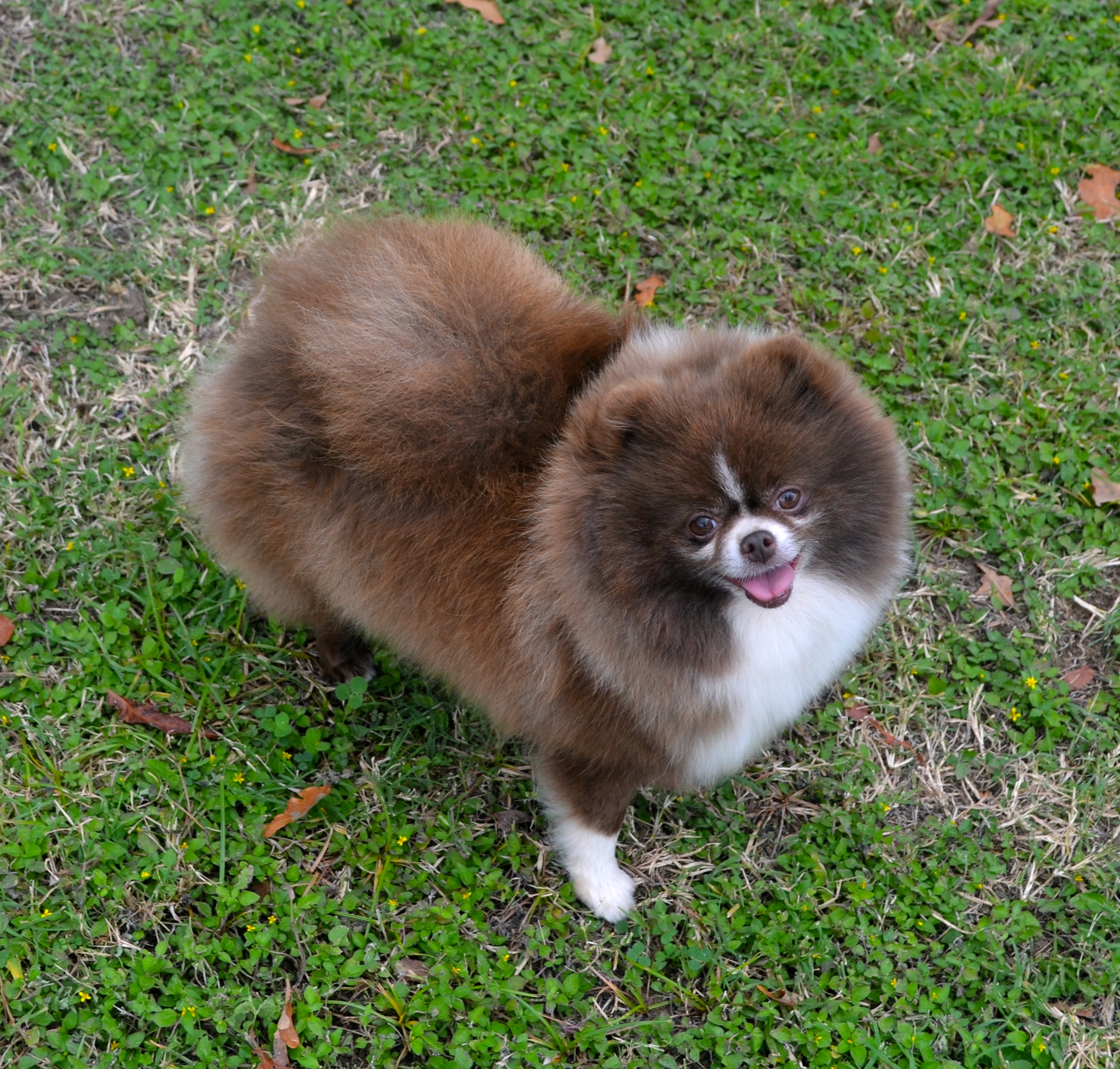 parti pomeranian pictures parti poms s pomeranians parti pomeranian pictures parti poms s pomeranians