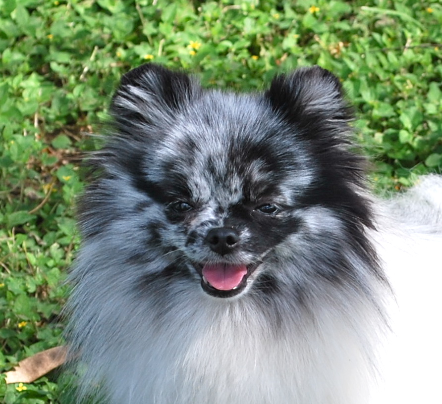 pomeranian color chart related keywords suggestions for merle pomeranian pomeranian color chart related keywords suggestions for merle pomeranian
