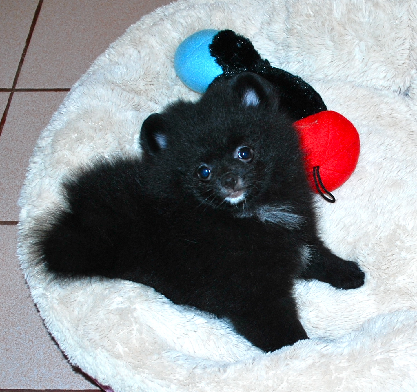 pomeranian puppy tips black pomeranians s pomeranians pomeranian puppy tips black pomeranians s pomeranians