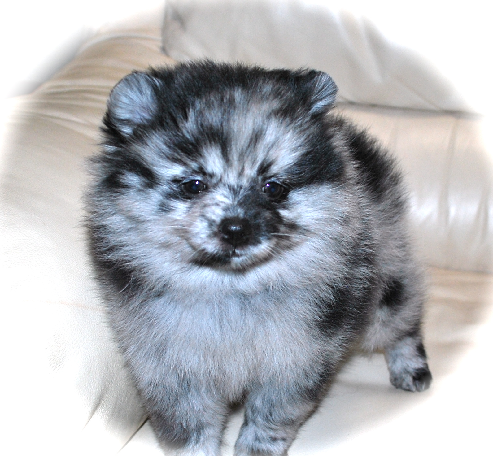 merle pomeranains dee dee 39 s pomeranians pomeranian color chart