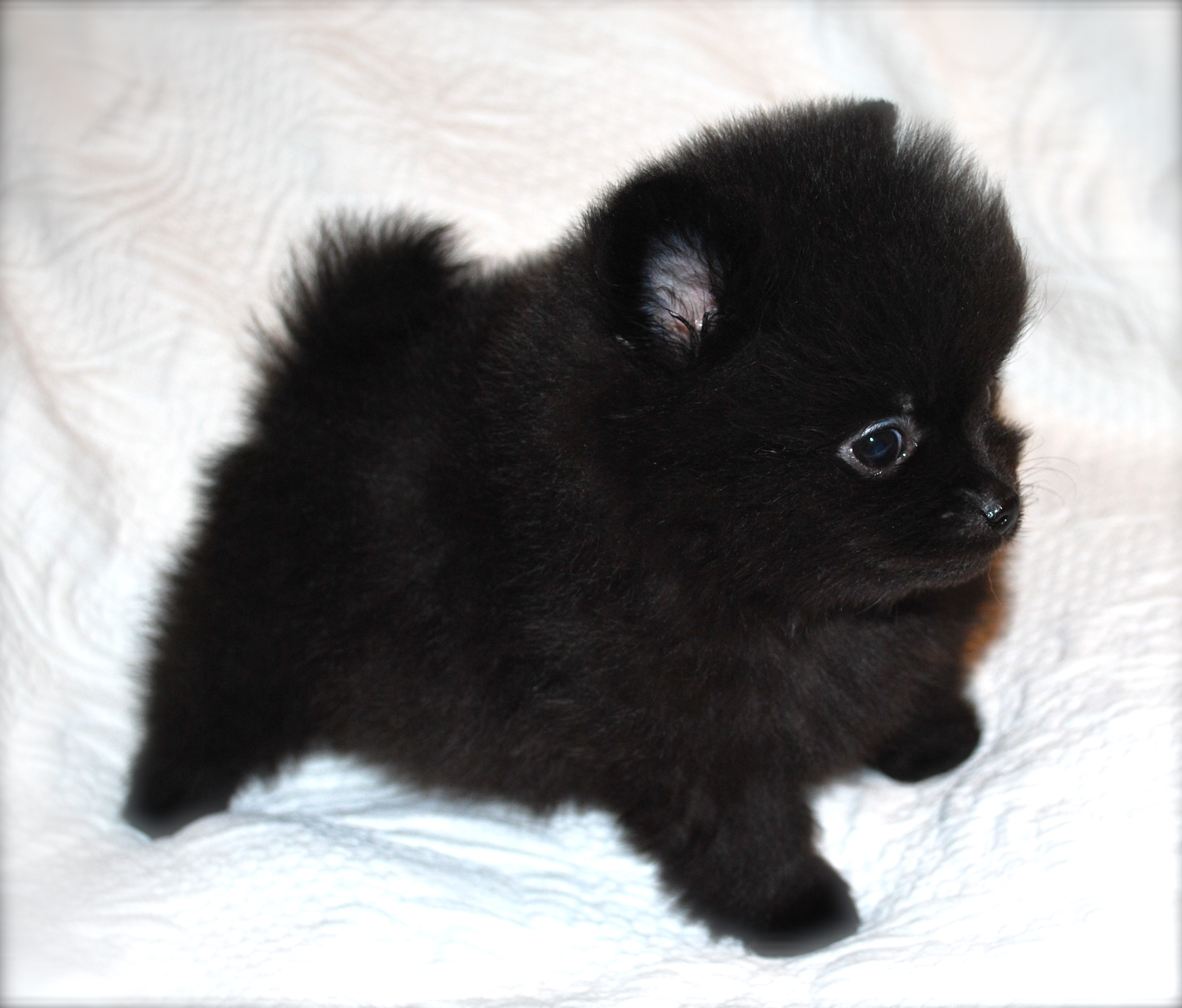 Adult Pomeranian For Sale 106