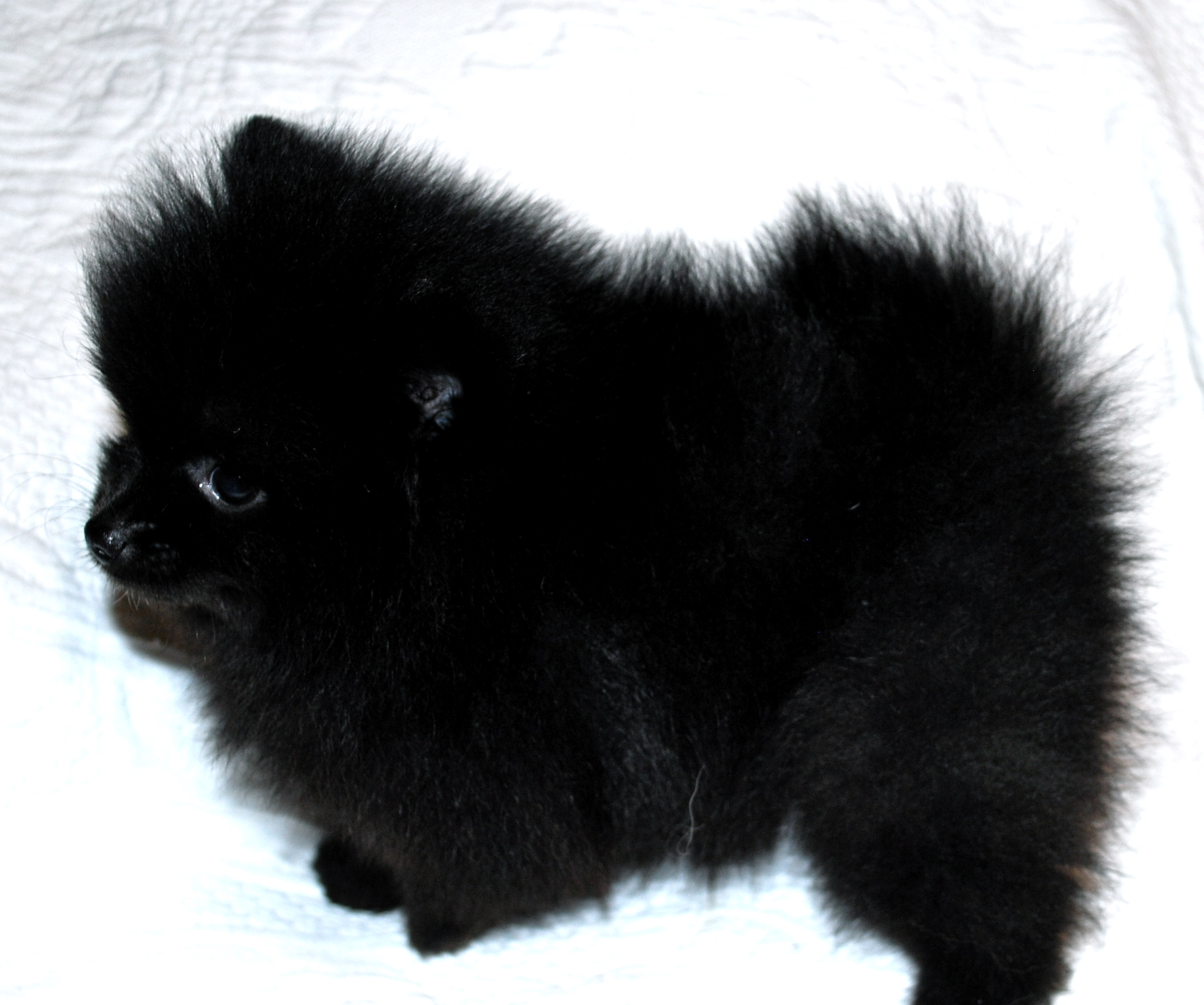 what were pomeranians used for black pomeranians s pomeranians what were pomeranians used for black pomeranians s pomeranians
