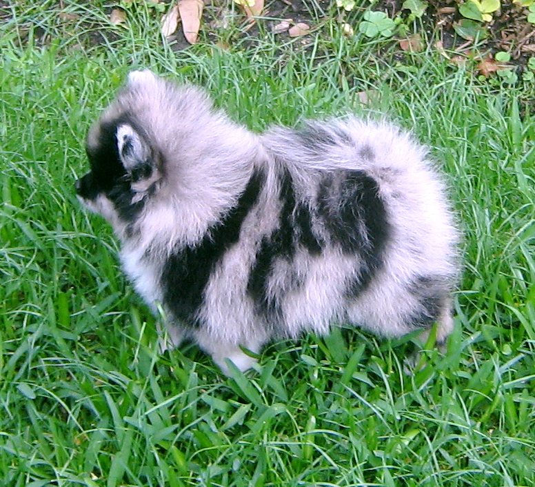 merle pomeranains dee dee 39 s pomeranians pomeranian color chart