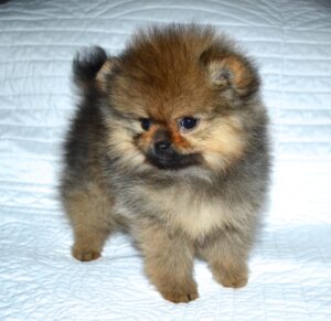 Pomeranian Puppies for Sale | Dee Dee's Pomeranians